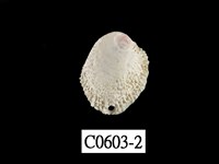 藏品(扭口偏口蛤)的圖片